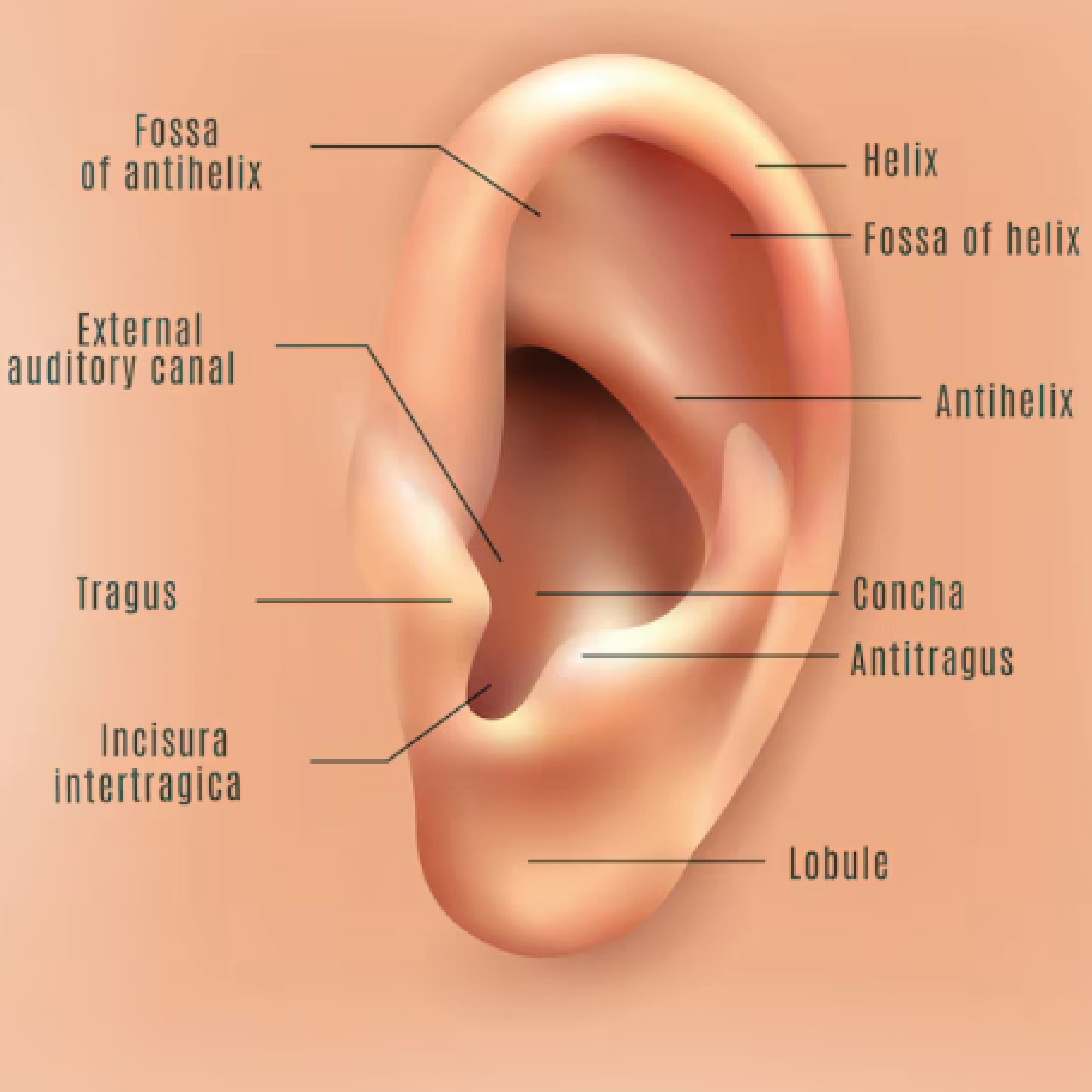 Icono Auriculoterapia